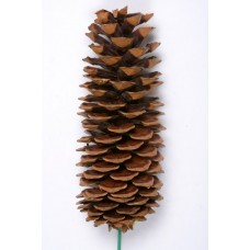 SUGAR PINE CONE NATURAL 9"-14" STAKED  